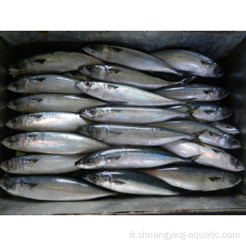 Ventes chaudes Seafrozen Pacific MacKerel 100-200 200-300G